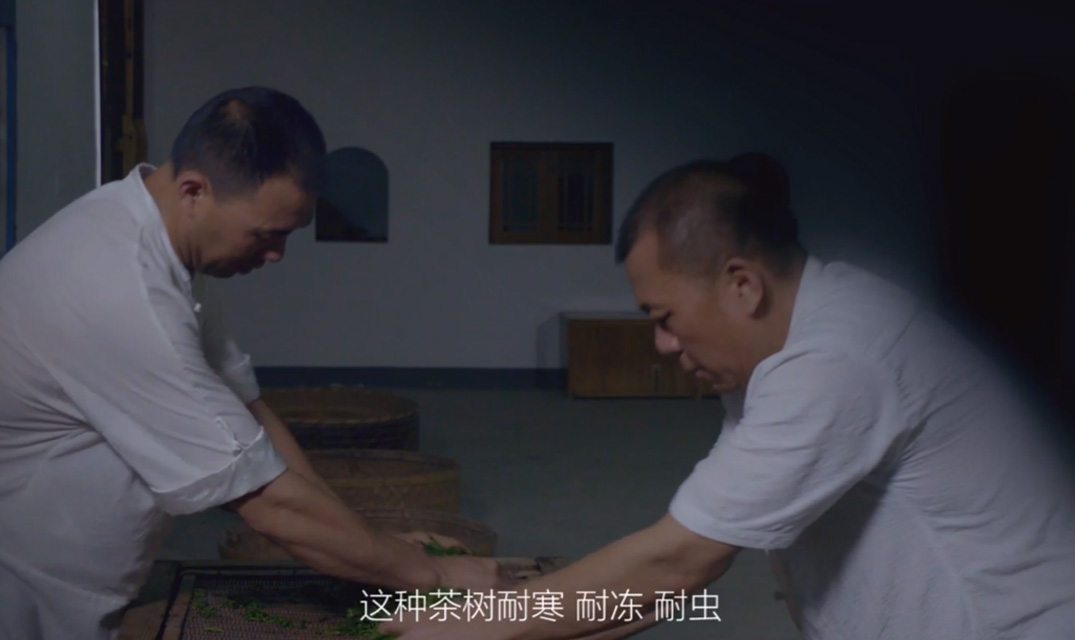 《黄山一叶》